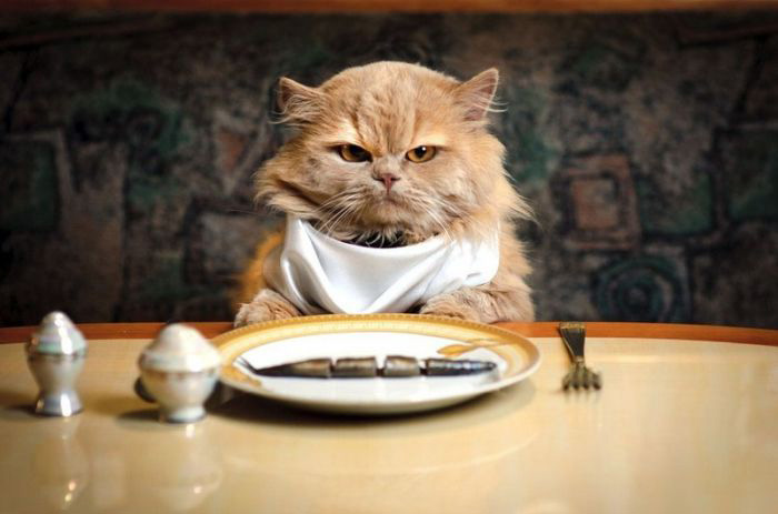 ไขข้อข้องใจ แมวไม่กินอาหารเป็นเพราะอะไร น้องป่วยใช่หรือไม่
